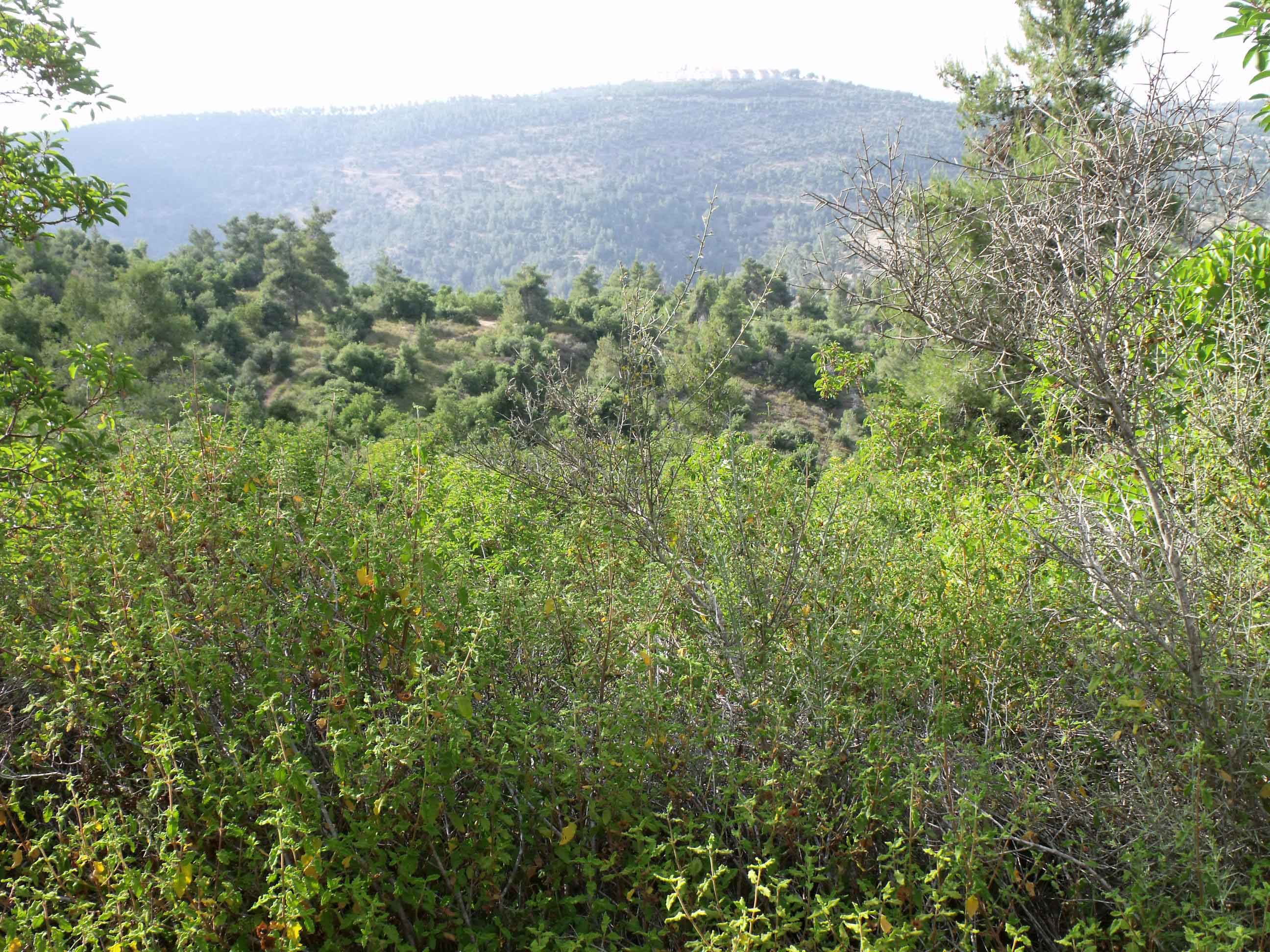 DSCF1678