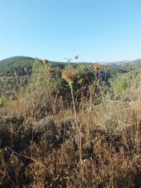 DSCF8441_480x640